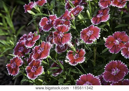 Wide view of burgundy flowers with white tip outlines in Notre Dame de Ile Perrot, Quebec with foliage background on a sunny day in June.