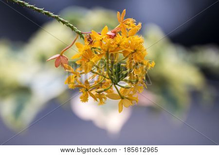 Close up of stem and orange epidendrum orchid flower against blurred bokeh background