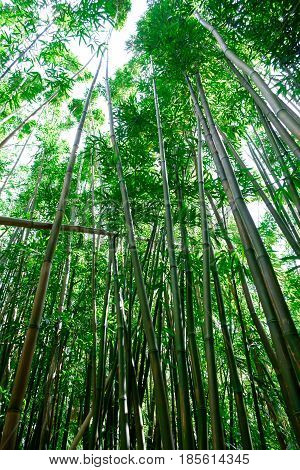 Bamboo forest along the Manoa Falls Trail in Oahu Hawaii.