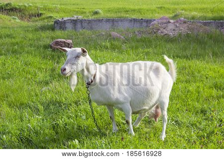 Tied goat on the meadow during the day