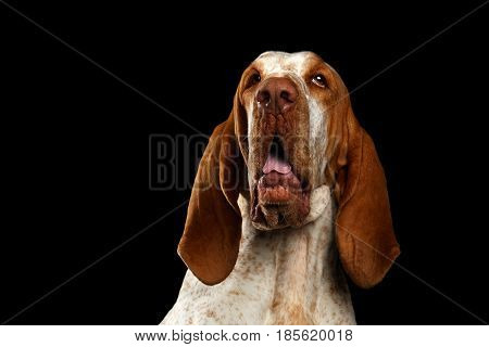 Portrait of Bracco Italiano Dog with Curious face on Isolated Black Background