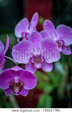 Pink orchid flower. Orhidea Phalenopsis in nature. Beautiful light pink Orchid in botanical garden Sri Lanka.