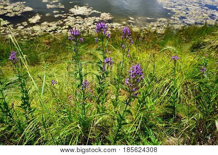 Hoary vervain (Verbena stricta) blooms beside a small lake in Joliet, Illinois during July.