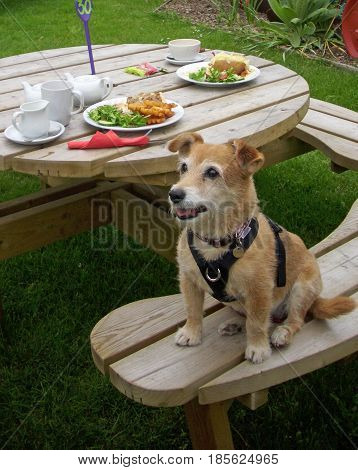Cute Jack Russell cross Yorkshire terrier mongrel pet dog sat on a picnic bench with two plates of food behind. Looking hopeful of a meal.