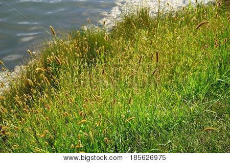 Yellow foxtail (Setaria pumila), also known as yellow bristle-grass, pigeon grass, and cattail grass, grows next to a small lake in Joliet, Illinois during August.
