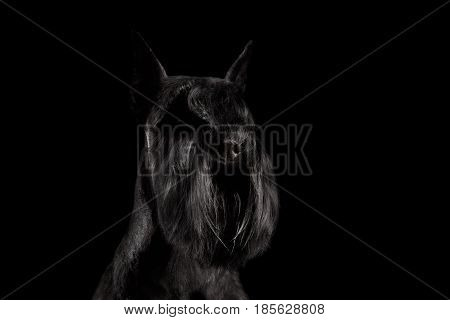 Portrait of Miniature Schnauzer Dog on Isolated Black Background, Profile view with Groomed fur on face