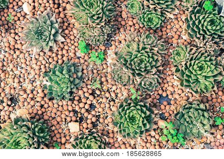 succulents and cactus blooming decoretive on garden with small rock in vintage tone.