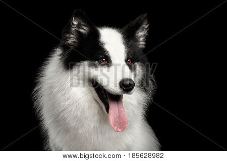 Portrait of White Yakutian Laika Dog on Isolated Black Background