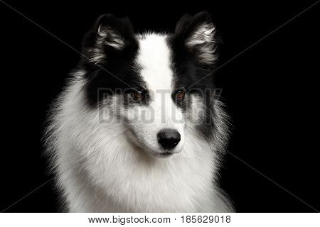 Portrait of White Yakutian Laika Dog on Isolated Black Background