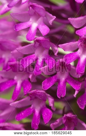 Detail Of Wild Pyramidal Orchid Flowers - Anacamptis Pyramidalis