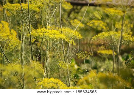 Flowering Green Dill Herbs Plant In Garden (anethum Graveolens). Close Up Of Fennel Flowers On Summe
