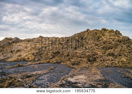 Organic cow compost for agricultural soil cultivation