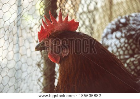 Detail Of Hen Head Behind Mesh. Caged Hens Feed In Hen-house On The Traditional Rural Barnyard. Chic