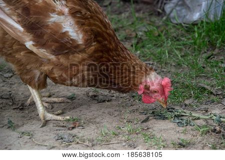 Hens Feed On The Traditional Rural Barnyard At Sunny Day. Detail Of Hen Head. Chickens Sitting In He