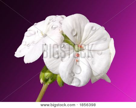 제라늄 1J