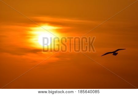 Seagull flying at sunset sky, silhouette. Sun between clouds, a seagull flying.
