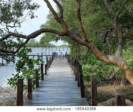 Wooden bridge at Golden Mangrove FieldPra Sae Rayong Thailand.
