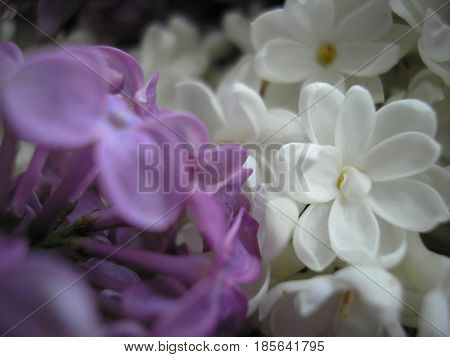 Lilac flowers. Spring flowers. Beautiful background for your ideas.