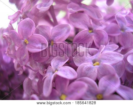 Lilac flowers. Spring flowers. Beautiful background for your ideas.