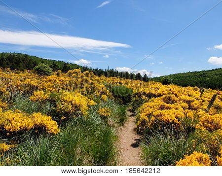 Moor with blooming brooms at Mont Lozere Cevennes mountains France