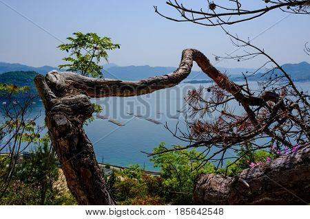 Inland sea near Hiroshima with vegetation and oyster racks