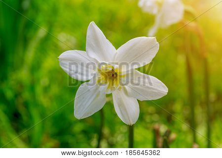 The first spring flowers. Daffodil on a sunny day in the garden.