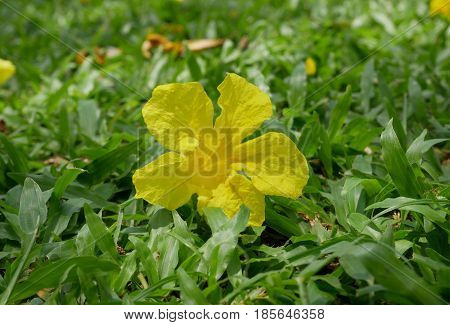 Yellow flower fall on floor. Can be use a blackground.