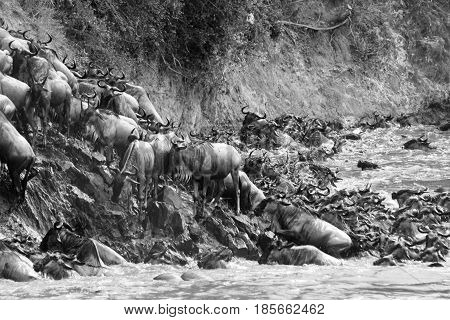 Blue wildebeest (Connochaetes taurinus) climb a river bank after crossing during their migration. Masai Mara Kenya.