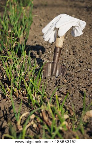 Concept of Planting: Spade in the hand transplanting of onions soft focus background