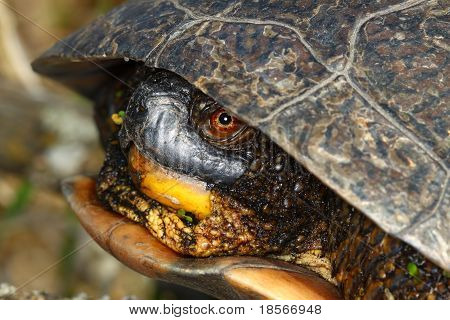 Blandings skildpadde (Emydoidea blandingii)