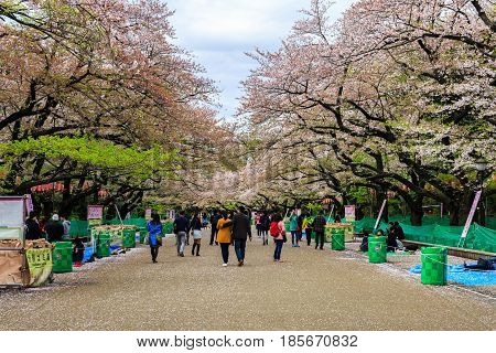 Tokyo Japan - April 8 2016: Ueno Park this area is popular viewpoint of sakura at Tokyo in spring season with cherry blossom.