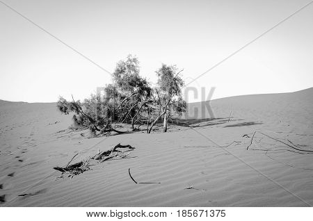 Sand dunes at the coast of Gran Canaria in black and white