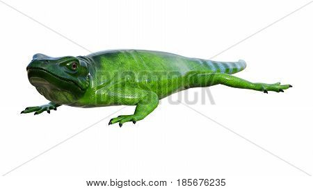 3D Rendering Chuckwalla On White