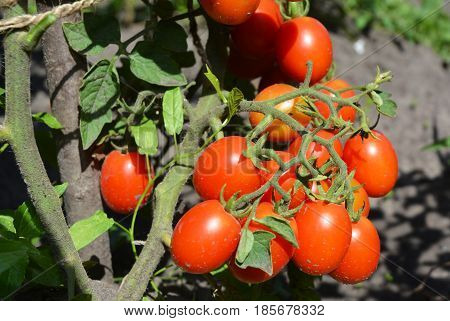 Cherry tomatoes ins the garden. Cherry tomatoes are one of the easiest veggies to grow.