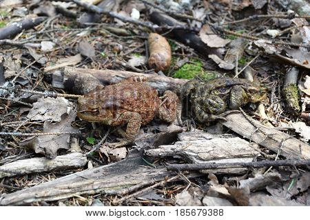 Frog on old leaves background in string day