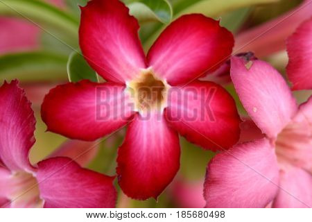 Adenium Desert Flowers in Festival city, Dubai, United Arab Emirates