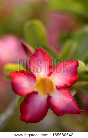 Adenium Desert Flowers in Festival city, Dubai, United Arab Emirates