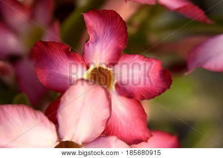 Adenium Desert Flowers in Festival city, Dubai, United Arab Emirates