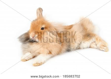 A Lionhead Bunny Rabbit, Isolated On White Background