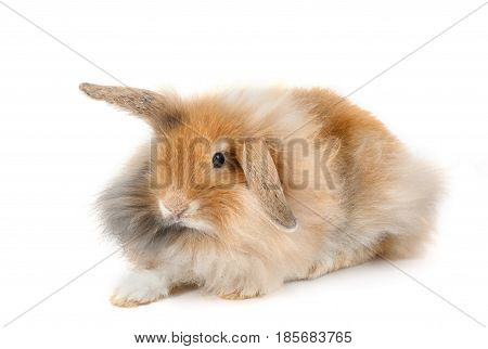 A Lionhead Bunny Rabbit, Isolated On White Background