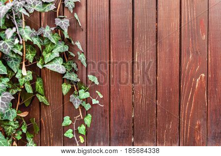 Green ivy creeper and red wooden fence