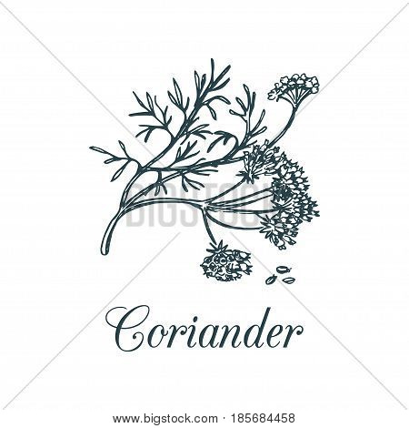 Vector coriander illustration with seeds and flowers. Hand drawn botanical sketch of Chinese parsley. Spice plant Coriandrum isolated.