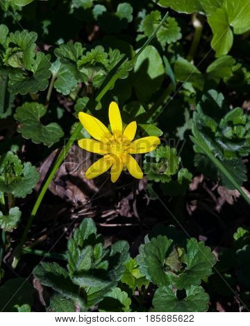 Blooming lesser celandine Ficaria verna or Ranunculus ficaria close-up selective focus shallow DOF.
