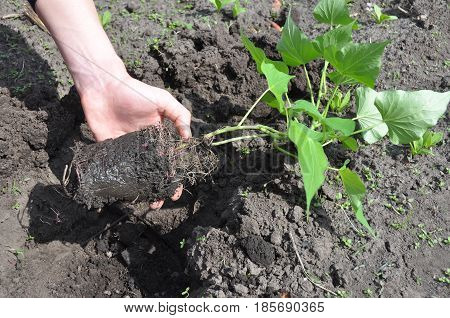 Woman Hand Plant and Grow Sweet Potatoes. Gardener Growing Sweet Potatoes. Sweet potatoes come in two forms: vining and bush varieties.