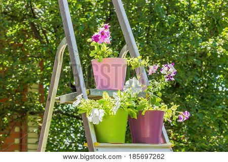Bright petunias in multi-colored flower pots on the stepladder on a background of green foliage