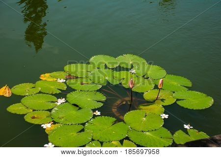 Lotus or Water lily flower Bali, Indonesia
