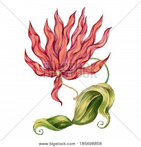Flower of Gloriosa. Isolated on white background. Batanic watercolor illustration