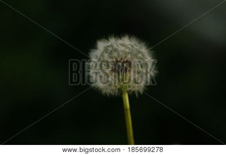 Beautiful spring flower pleasing with elegant simplicity