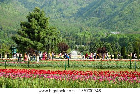 Srinagar India - April 22 2017 : Indira Gandhi Memorial Tulip Gardens in Srinagar Jammu and Kashmir India