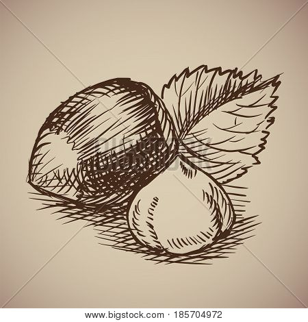 Vector illustration. Drawn by hand. Vintage nuts.